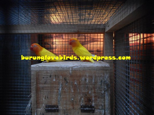 love birds murah menawan